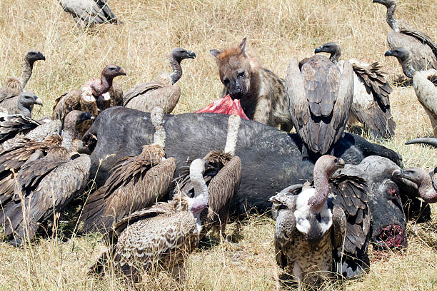 iena estraendo "intestino, parco nazionale masai mara, kenya - picking a fight foto e immagini stock