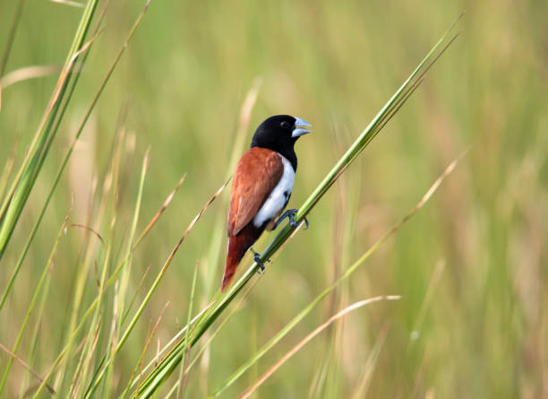 tricolored munia on a perch