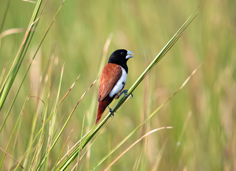 tricolored munia on a perch