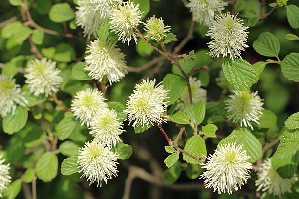 fothergilla principales bush - weis photos et images de collection