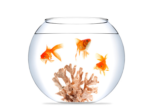 Three Goldfish in fishbowl XXXL