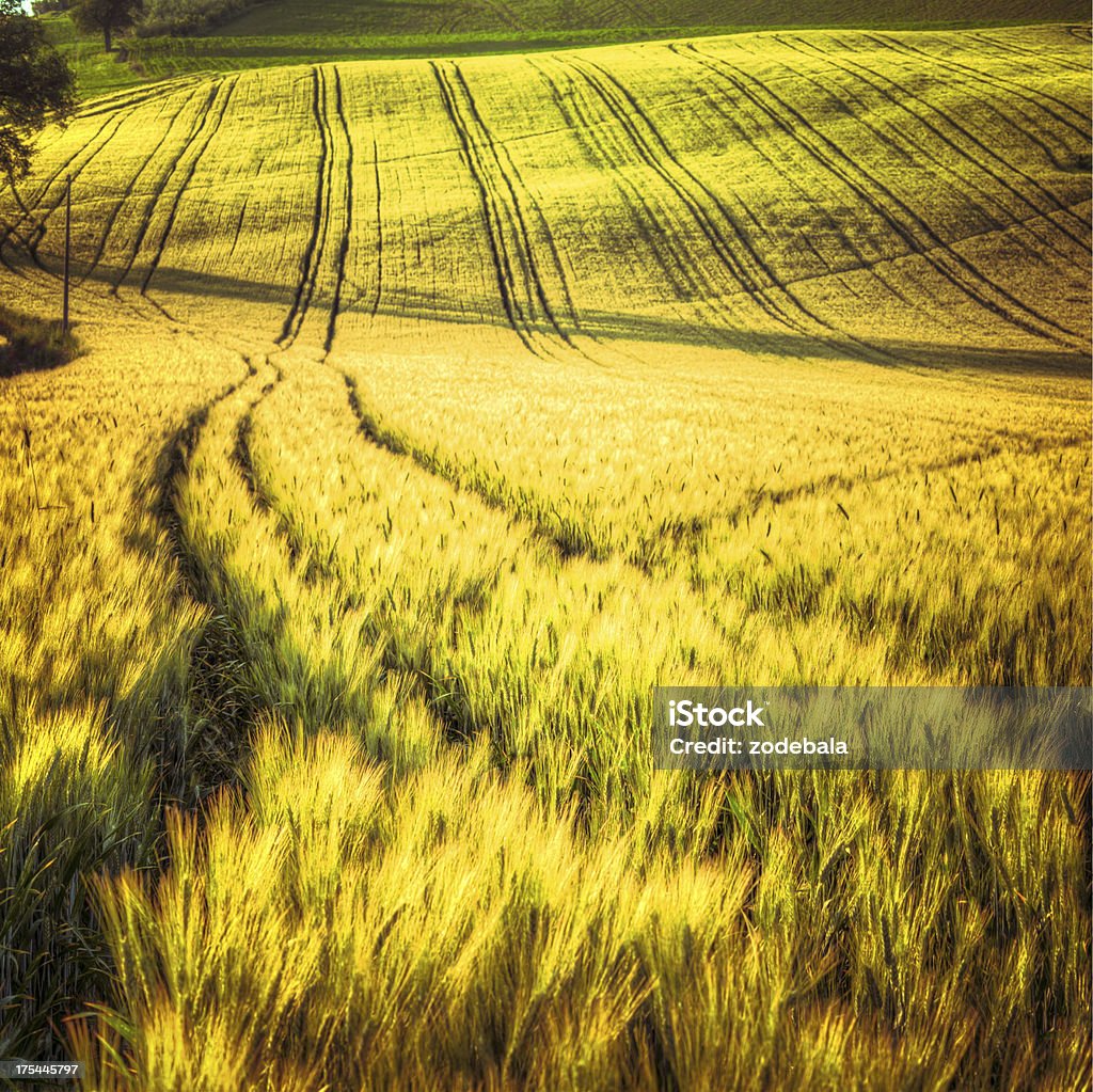 Campi di grano in Toscana all'alba - Foto stock royalty-free di Agricoltura