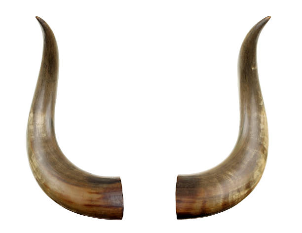 Cattle Horns Isolated On White Cattle horns isolated on white. horned stock pictures, royalty-free photos & images