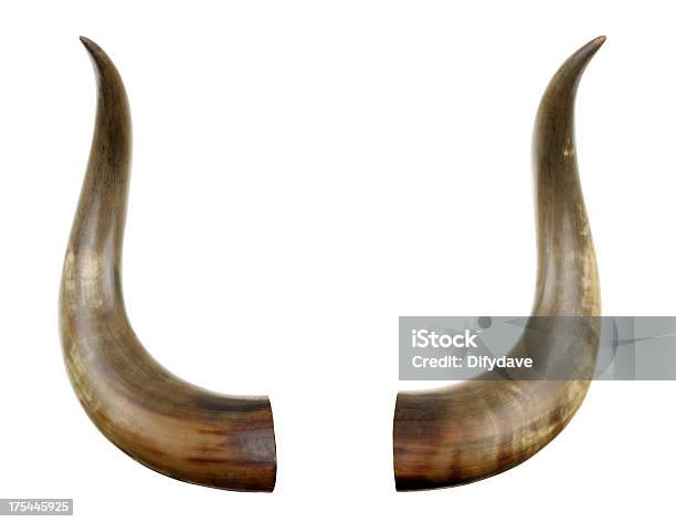 Cattle Horns Isolated On White Stock Photo - Download Image Now - Horned, Animal, White Background