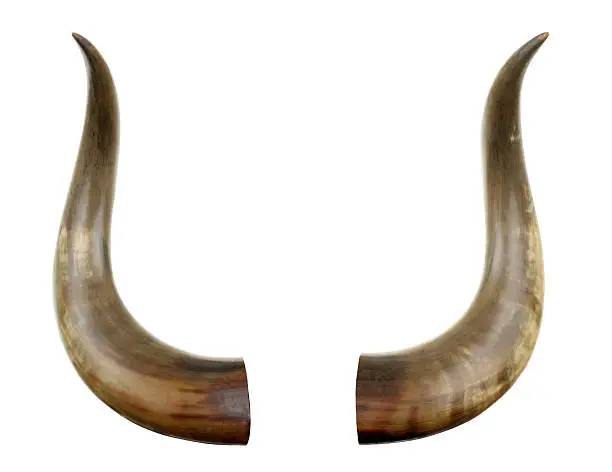Cattle horns isolated on white.
