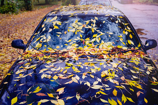 Fallen yellow autumnal leaves cover hood and roof of car parked on side of street on rainy autumn day