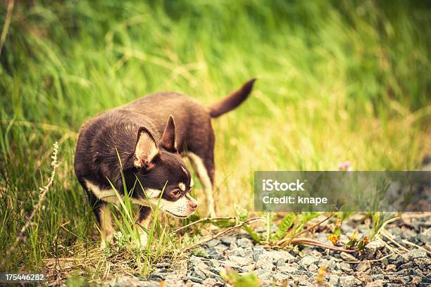 Ładny Chihuahua W Wysokiej Trawie - zdjęcia stockowe i więcej obrazów Bez ludzi - Bez ludzi, Brązowy, Cała postać