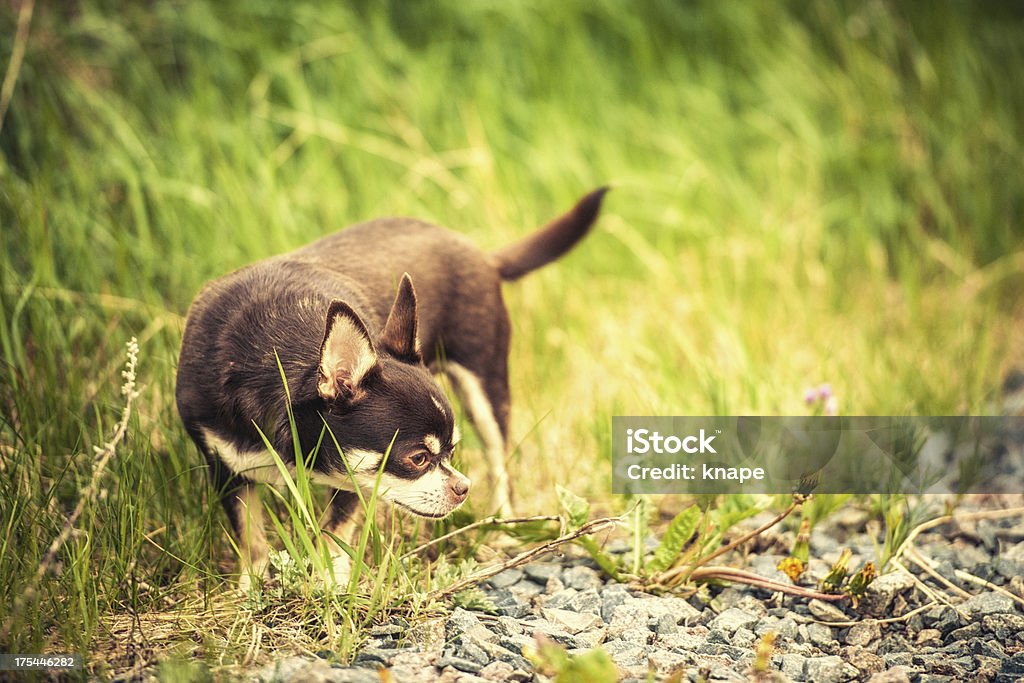 Chihuahua bonito na grama alta - Foto de stock de Animal royalty-free