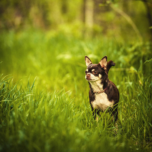 istock Cute Chihuahua in high grass 175446288