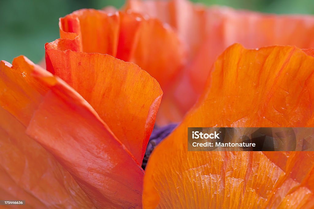 Türkischer Mohn in Formaler Garten (African orientale - Lizenzfrei Blume Stock-Foto