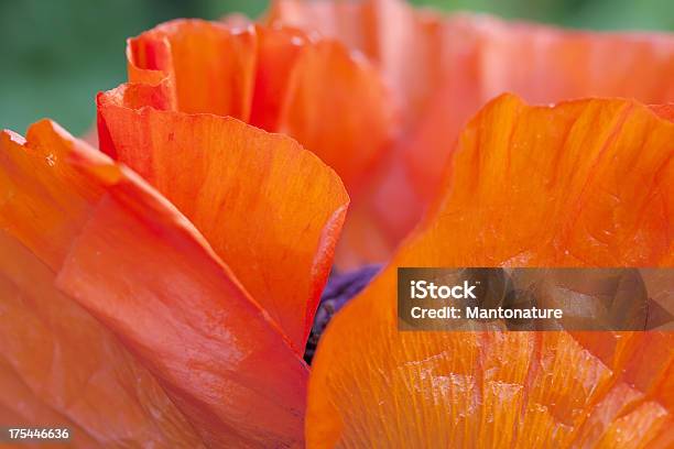 Türkischer Mohn In Formaler Garten African Orientale Stockfoto und mehr Bilder von Blume
