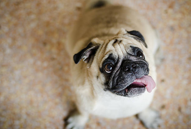 cão pug fofo com cara engraçada - dog overweight pleading begging imagens e fotografias de stock