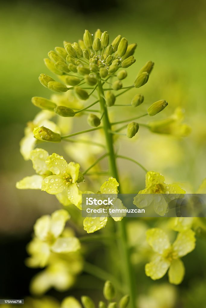 Uma flor - Royalty-free Agricultura Foto de stock