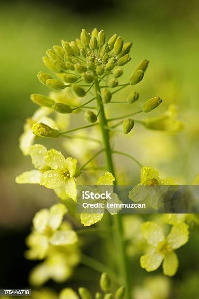 Uma Flor - Fotografias de stock e mais imagens de Agricultura - Agricultura, Alimentação Saudável, Amarelo