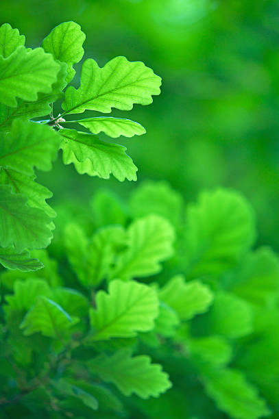 foglie di quercia verde morbido - new life plant image saturated color foto e immagini stock