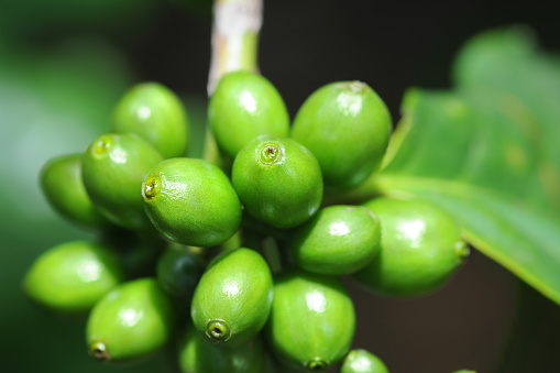Green coffee beans on a branch. 