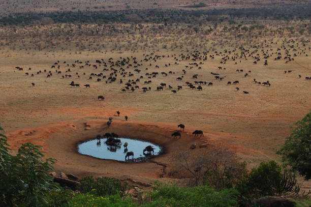 Animals drinking at a watering hole @Tsavo East Kenya