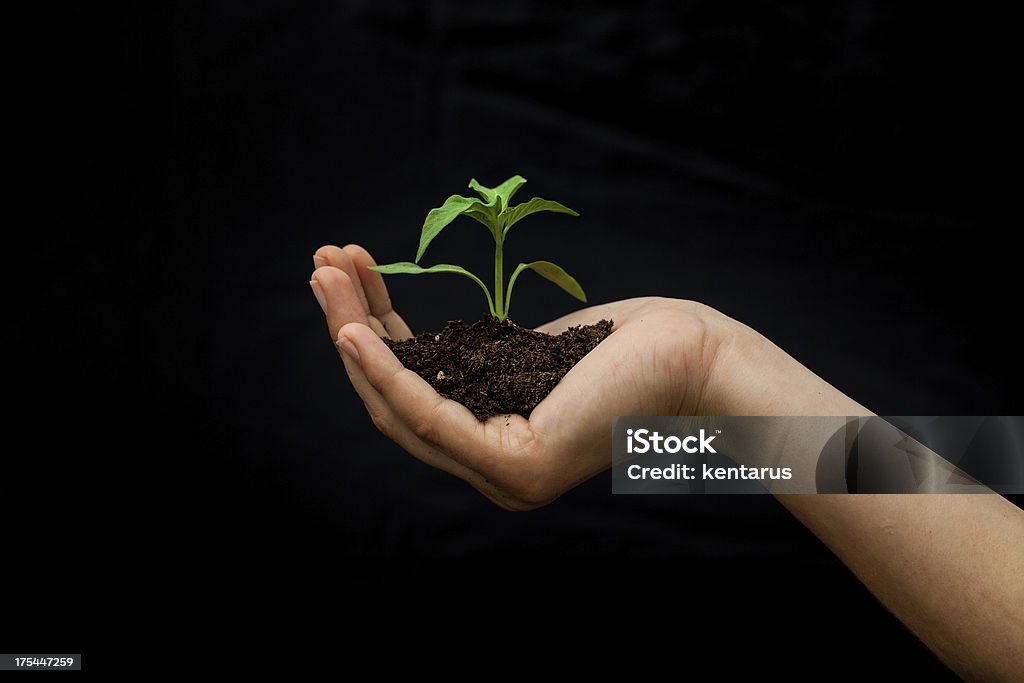 Taking care of new development Taking care of new development or the environment Agriculture Stock Photo