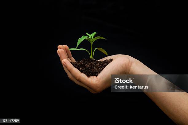 Taking Care Of New Development Stock Photo - Download Image Now - Agriculture, Cultivated, Environmental Conservation