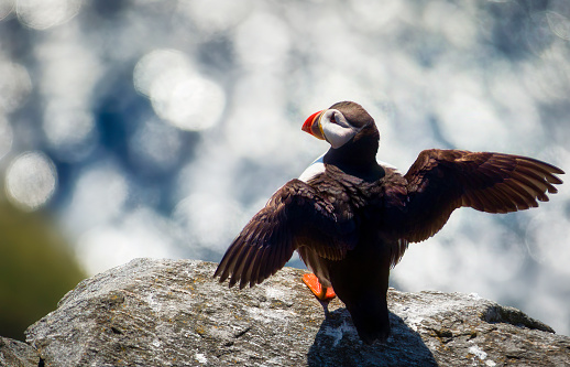 Puffin on the famous island of Runde in the western part of Norway, spreading its wings