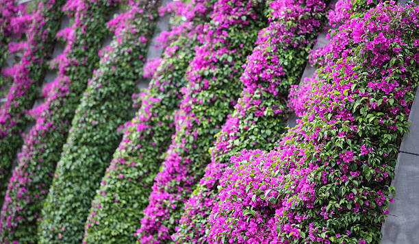 istock Beautiful Bougainvillea  in rows 175447430