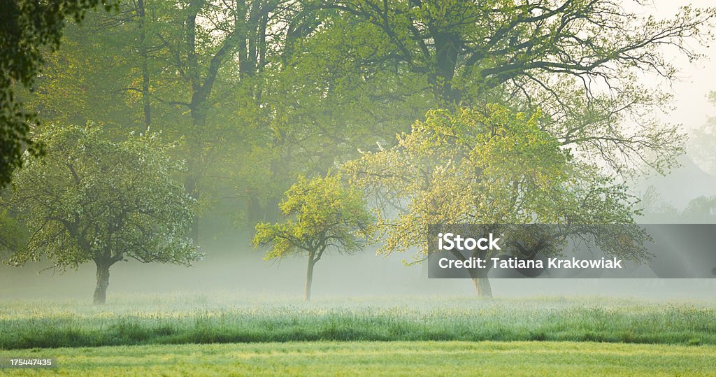 Nebbia di mattina - Foto stock royalty-free di Frutteto