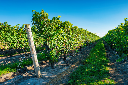 Vineyard and Cabernet Sauvignon grape cluster