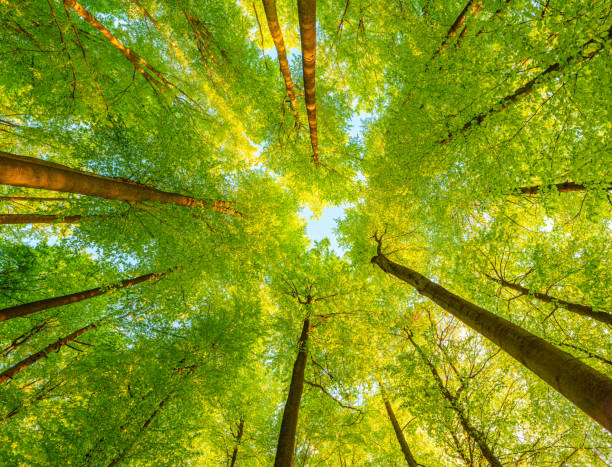 istock Springtime forest with setting sun shining through leaves and branches. Nature, forestry, Trees, habitat, environment and sustainability concepts, desktop 1754476666