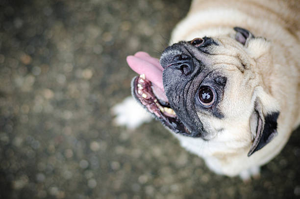 かわいいパグ、面白いの顔 - dog overweight pleading begging ストックフォトと画像