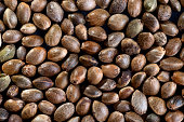 hanfsamen-hintergrund.jpg?b=1&s=170x170&k=20&c=KSJdz0WRDtDd0R5ZczpnQo2QKeq8eEGCOfGTSWNgW1I=