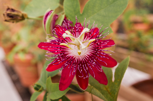 Macro View of a Brightly-Colored Red Passion Flower Blossom in Full-Bloom and in Bright Sunlight in Florida in the Fall of 2023, Passiflora Racemosa, the red passion flower