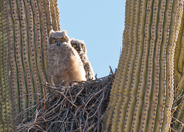 istock Two young owls in their nest 175448217