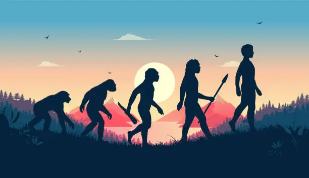 Vector illustration of Human evolution illustration