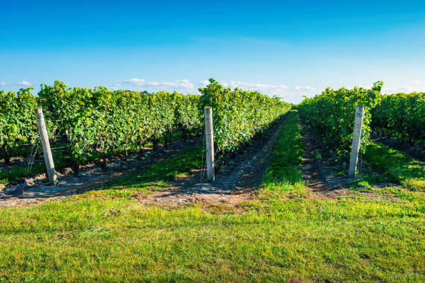Grape vines in the spring campaign in Fronsac, Bordeaux, France. Morning view of the vineyards in bordeaux This image is GPS tagged