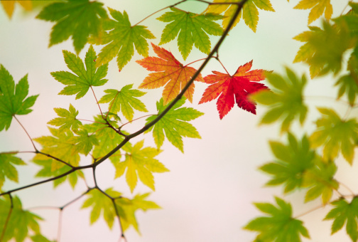 Japanese maple leaves in early autumn