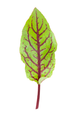Red Veined Sorrel Leaf isolated on white background with shallow depth of field.