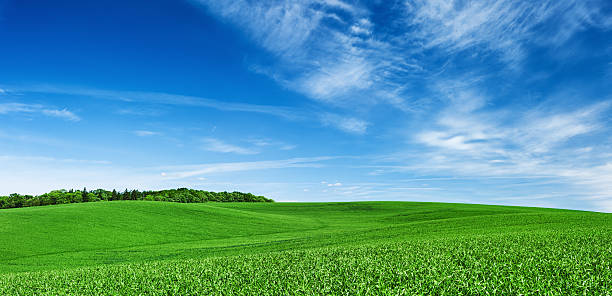 panorâmica paisagem de primavera xxxxl 28 mpix- campo verde e céu azul - landscape tree field solitude imagens e fotografias de stock