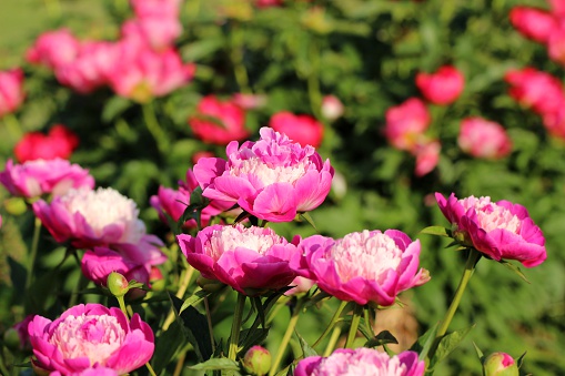 Pink Camellia japonica on the background of soft green foliage.