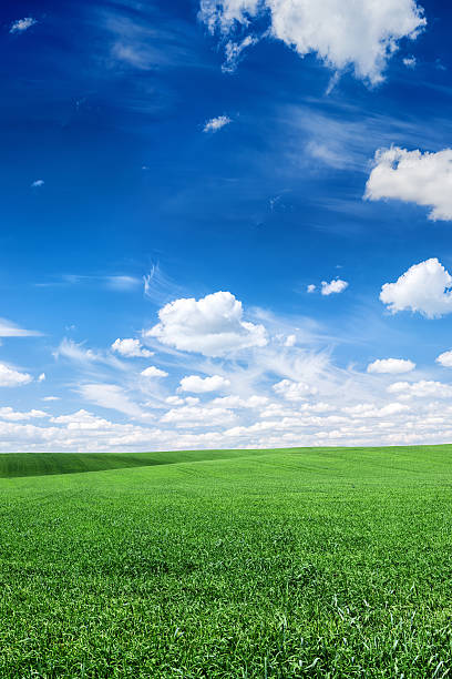 istock Panoramic spring landscape XXXXL 44 MPix- green field, blue sky 175449040
