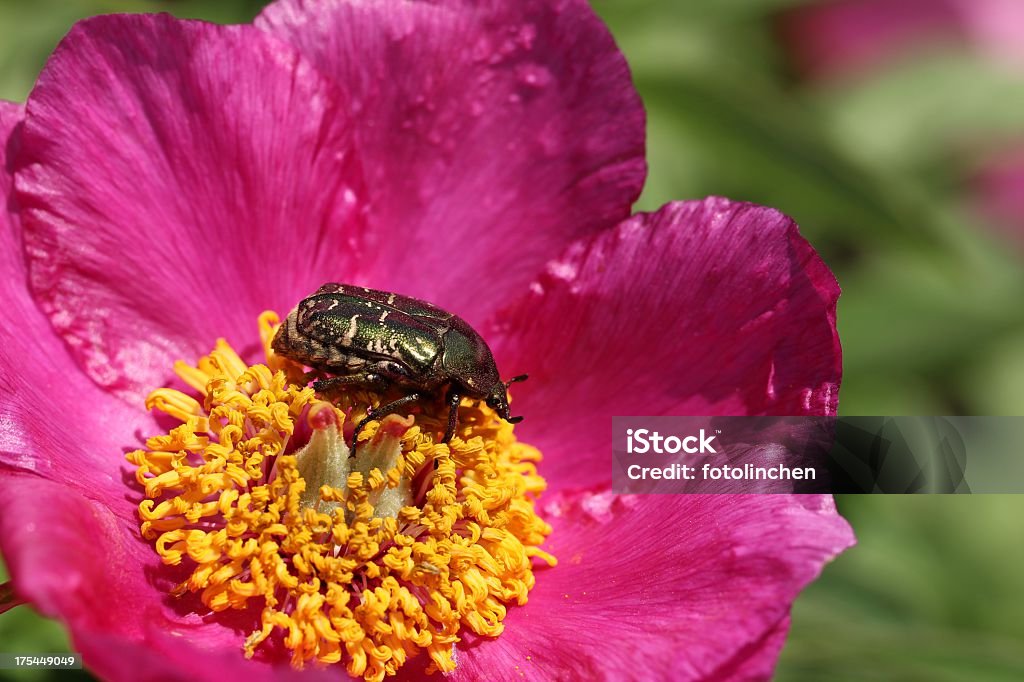 Rosenkäfer auf Pfingstrose Blumen - Lizenzfrei Baumblüte Stock-Foto