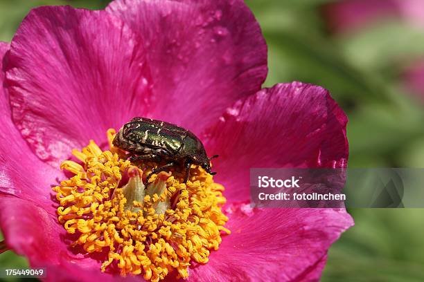 Rosenkäfer Auf Pfingstrose Blumen Stockfoto und mehr Bilder von Baumblüte - Baumblüte, Blatthornkäfer, Blume