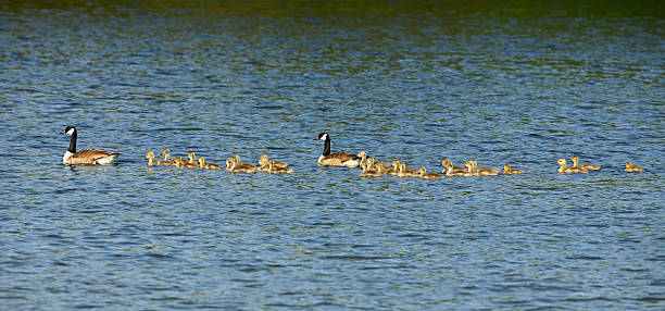 istock Canada Goose Family With 26 Goslings 175449104