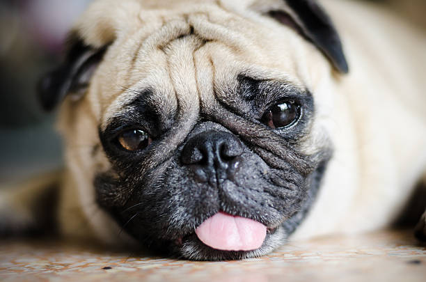 cão pug fofo com cara engraçada. - dog overweight pleading begging imagens e fotografias de stock