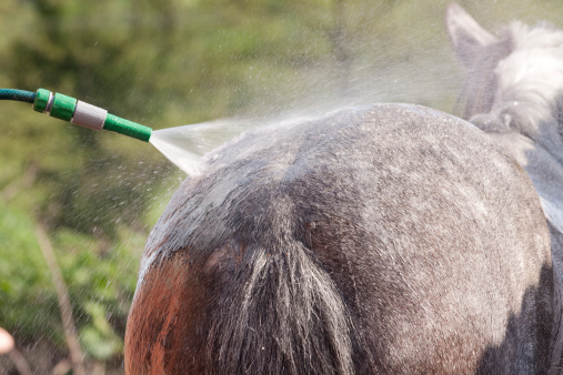 Close up shot of horse having a hose down with cool water on a hot day.