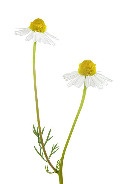 camomile aislado en blanco - chamomile plant fotografías e imágenes de stock