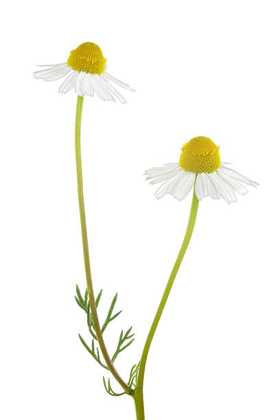 camomile isolated on white camomile isolated on white chamomile plant stock pictures, royalty-free photos & images