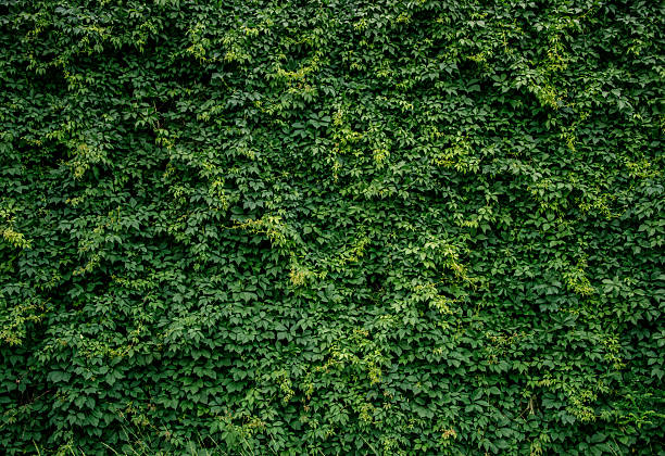 Green plants wall stock photo