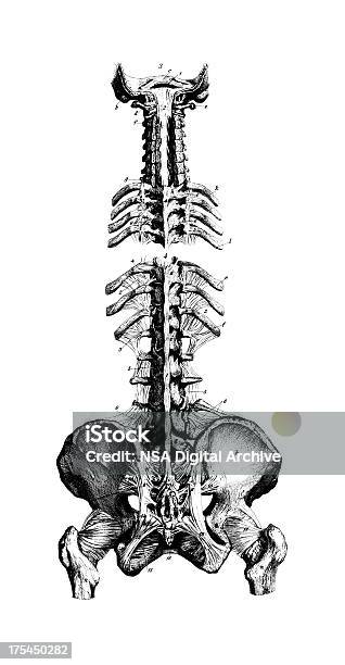 Menschliche Wirbelsäule Und Beckenantiken Medizinische Wissenschaftliche Illustration Diagrammen Stock Vektor Art und mehr Bilder von Gelenk