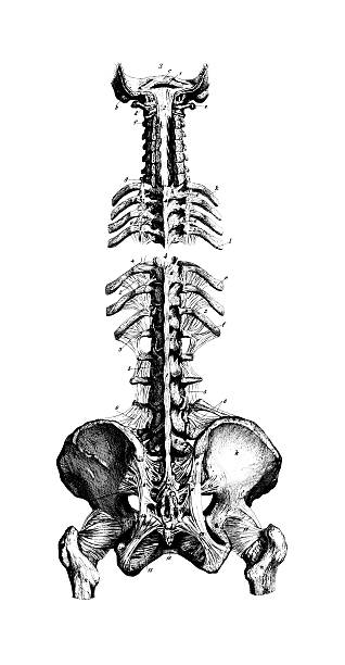 휴머니즘 척추 및 골반/앤틱형 디스트리토 과학적이다 일러스트 차트 - coccyx image high contrast close up stock illustrations