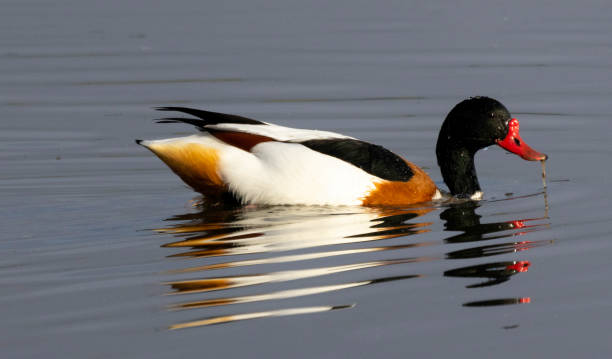 shelduck - brandgans stock-fotos und bilder